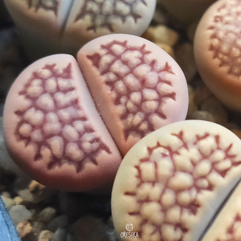 Seeds of Succulent Lithops hallii C 158 (Lithops hallii C 158) — 10 pcs