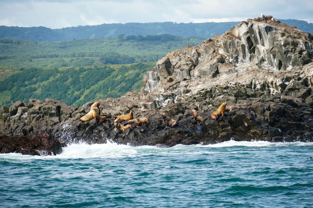 Камень Козлова