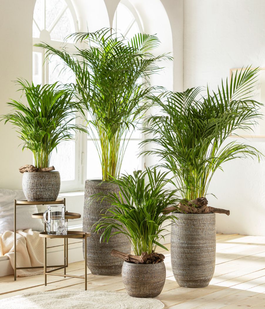 Green indoor plant in pot