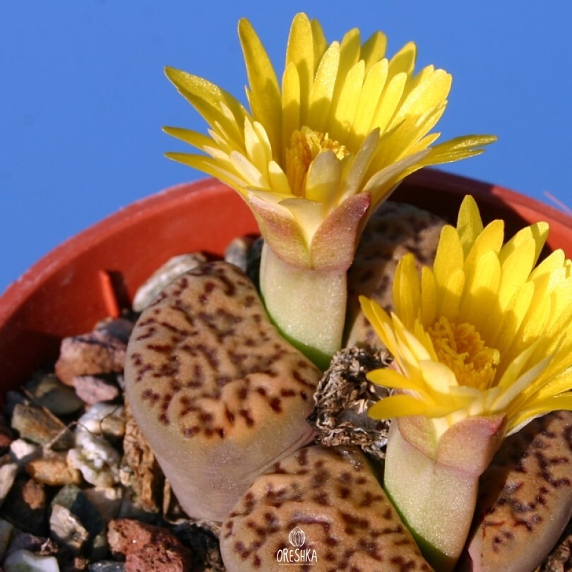 Seeds of Succulent Lithops bromfieldii v. insularis C 043 (Lithops bromfieldii v. insularis C 043) — 10 pcs