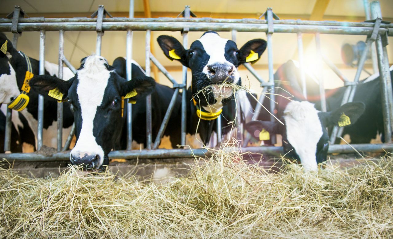 Хозяйственно полезные признаки коров. Livestock monitoring. Животноводы страдают от мух.