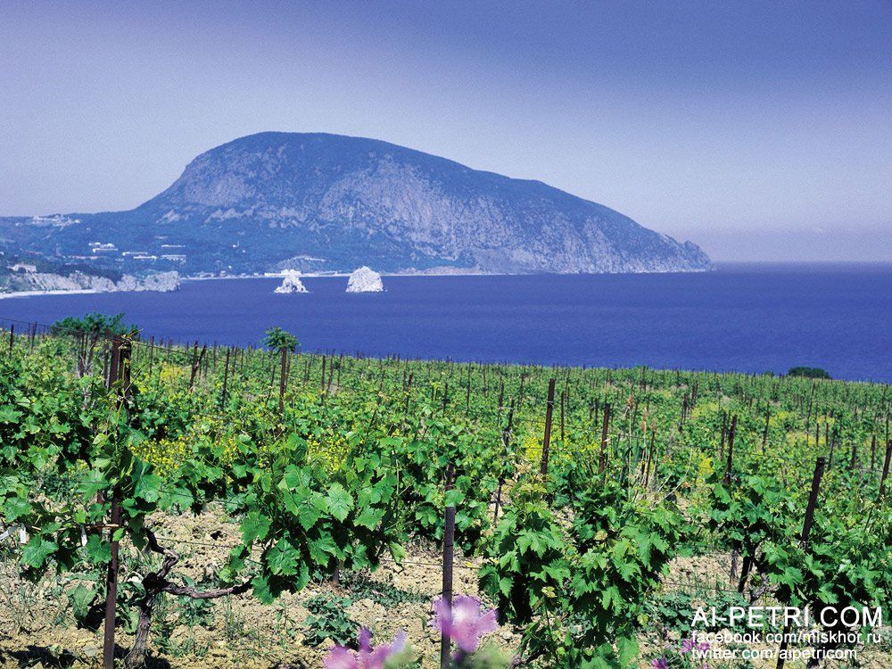 Виноградники в Крыму