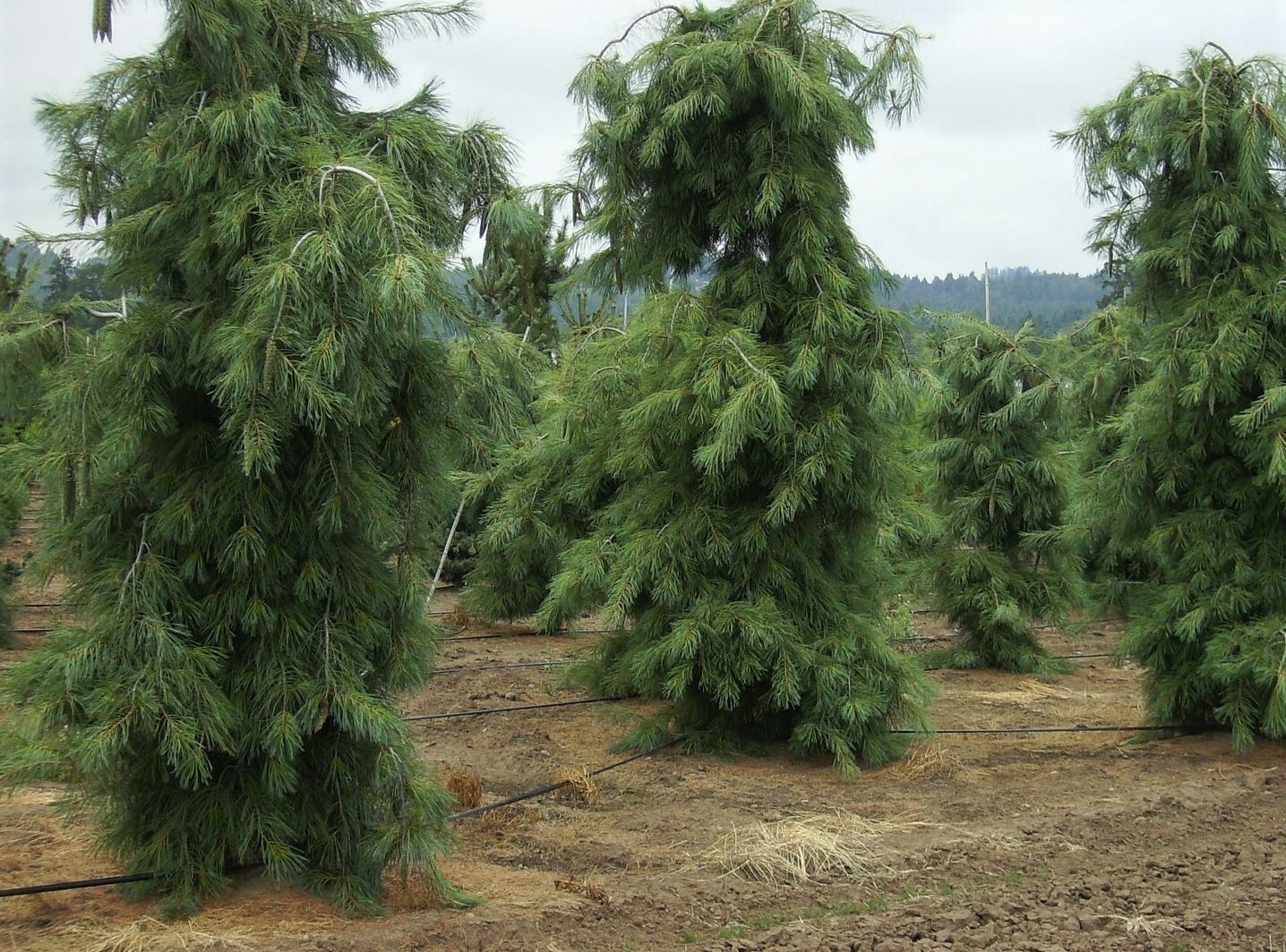 Сосна Веймутова Пендула (Pinus Strobus Pendula) | Питомник растений Сосны
