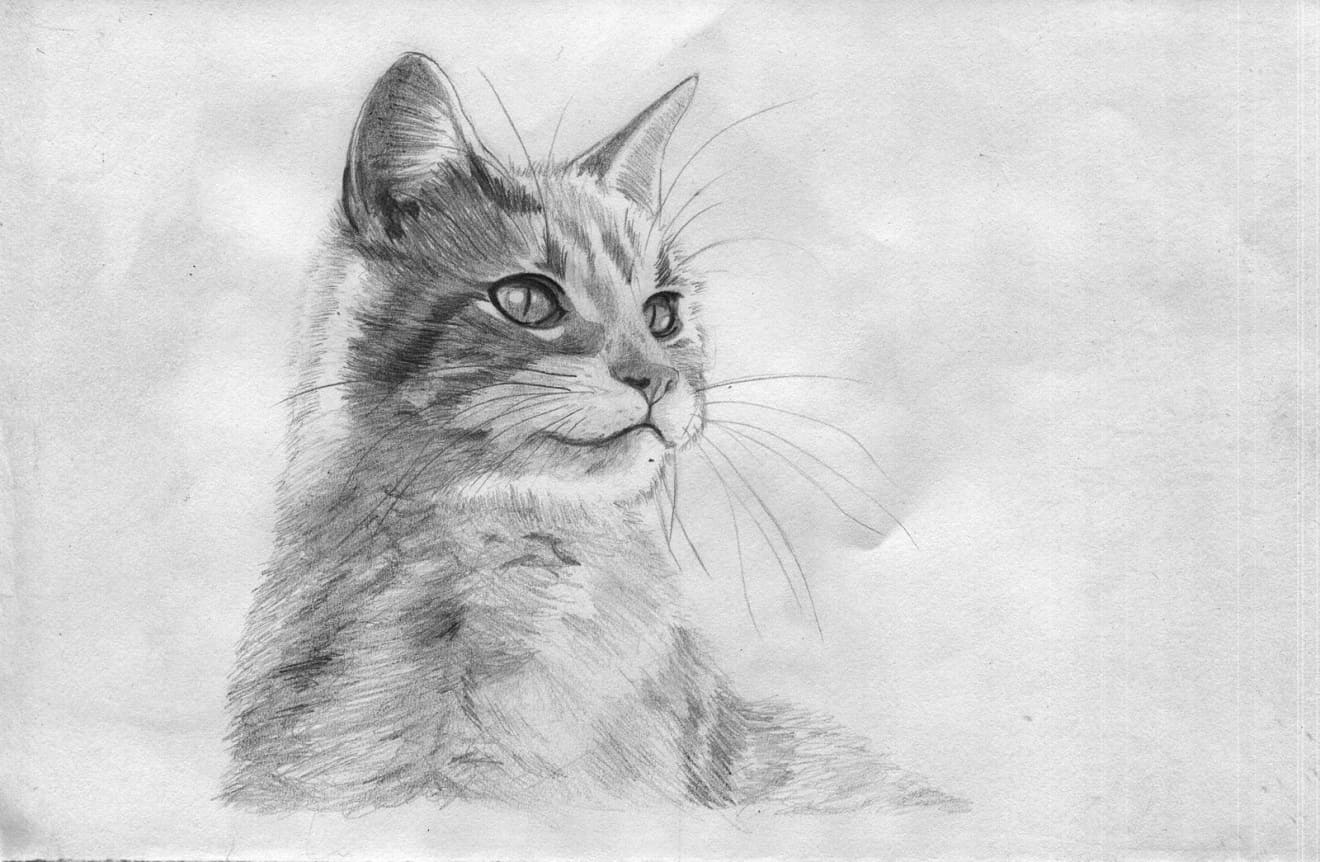 Как нарисовать кота Пушина (Pusheen) художника. How to draw a cat Pusheen artist