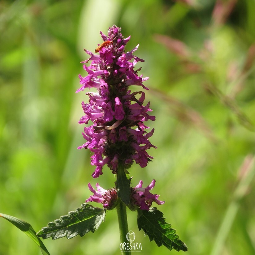 Seeds of Буквица лекарственная (Betonica officinalis) — 50 pcs