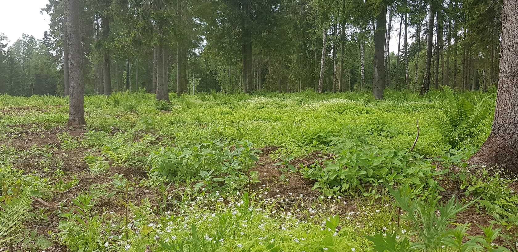 Рогачевское ш. СНТ Солнечный лес