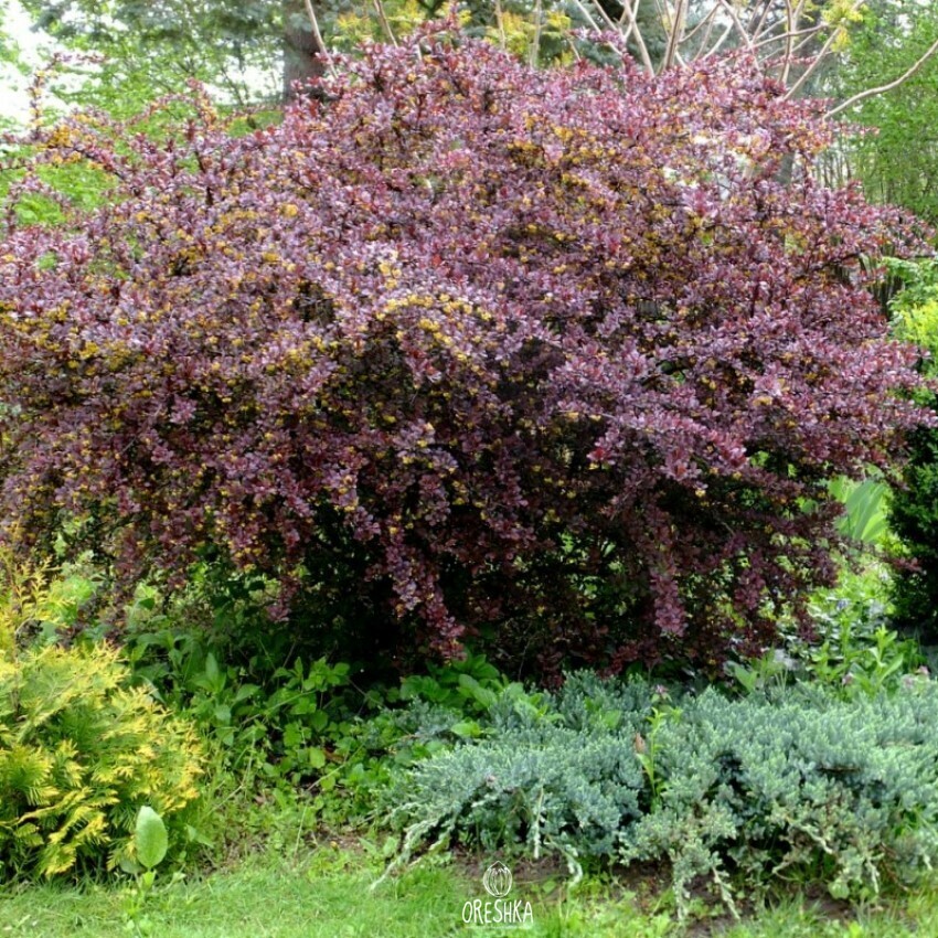 Seeds of Barberry thunberg (Berberis thunbergi) — 30 pcs