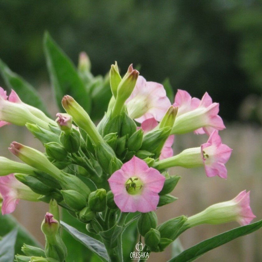 Seeds of Tobacco Izmir (Nicotiana tabacum) — 300 pcs