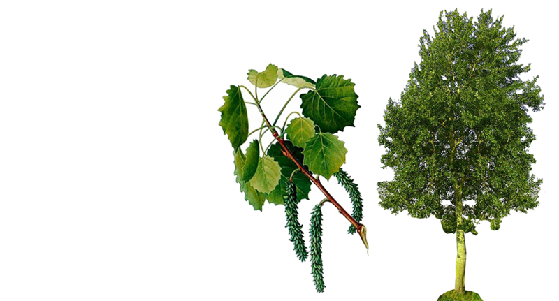 Валерий Уваров Пирамиды наследие богов, Кадуцеи Гора, Кадуцеи Ба-Ка, Жезлы Гора, Цилиндры фараона, Жезлы Египтян, Жезлы Ра