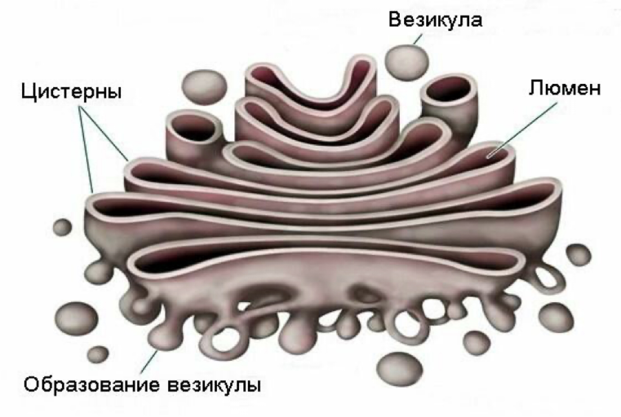 Как выглядит аппарат гольджи рисунок