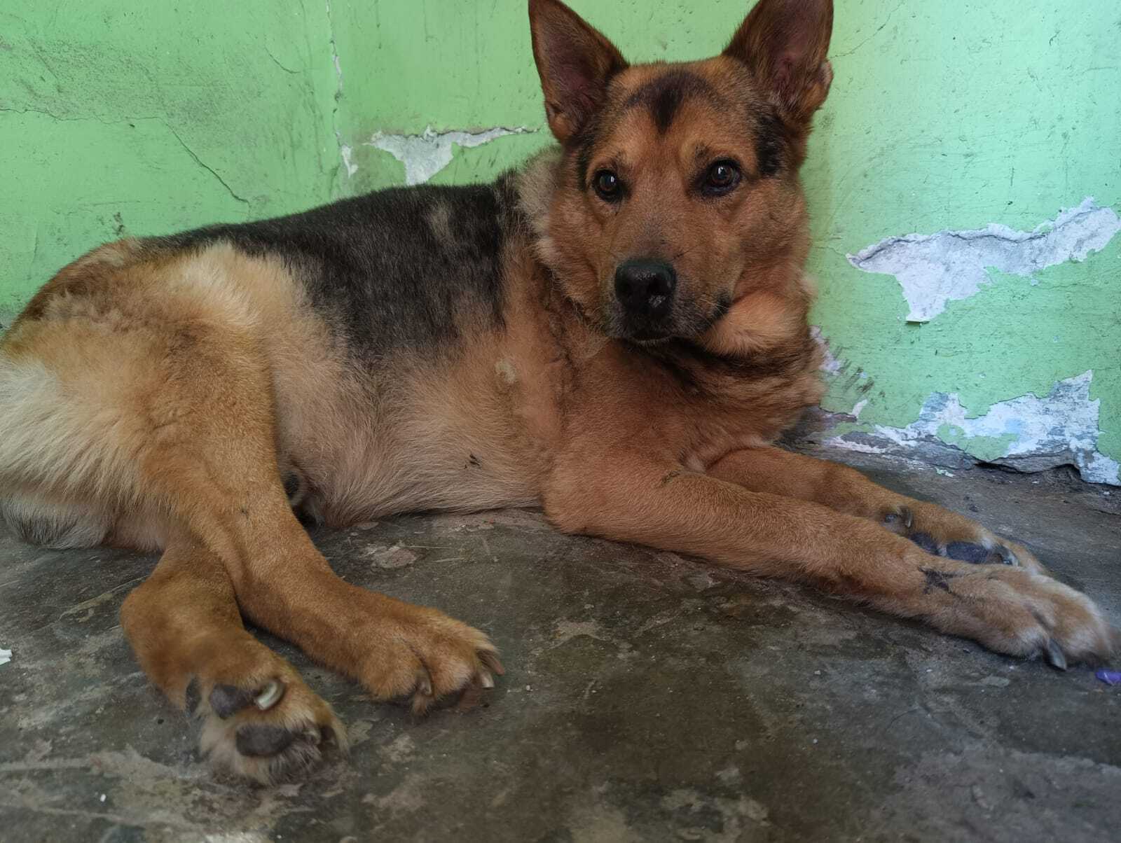 овчарка, старый пес, Рочев, душа, сочувствие, эмпатия