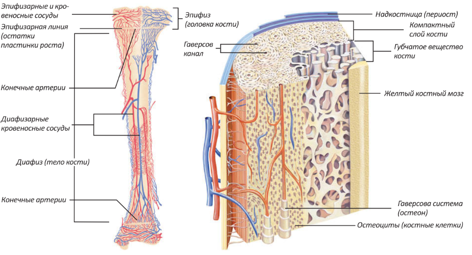 Источники кровоснабжения длинной трубчатой кости схема. Кровоснабжение трубчатой кости. Кровоснабжение длинных трубчатых костей. Строение трубчатой кости кровеносные сосуды. Трубчатая голова
