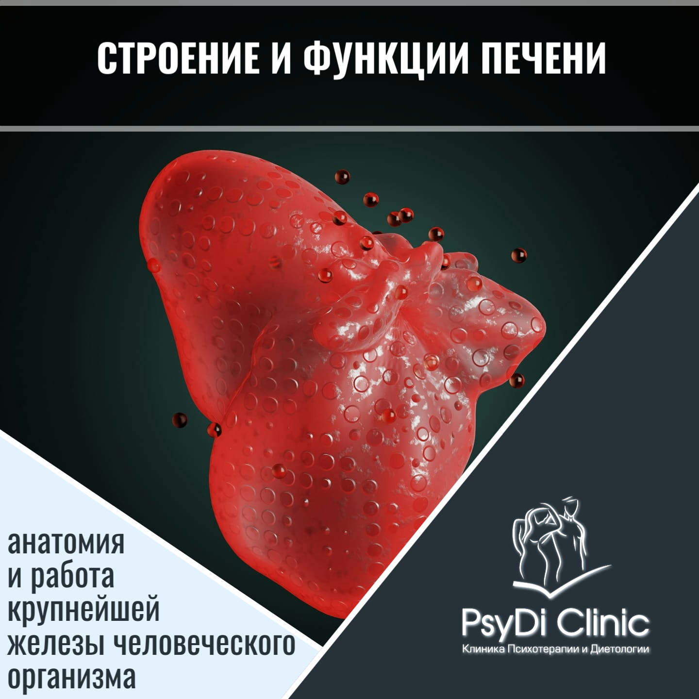 Строение и функции печени: анатомия и работа крупнейшей железы человеческого организма