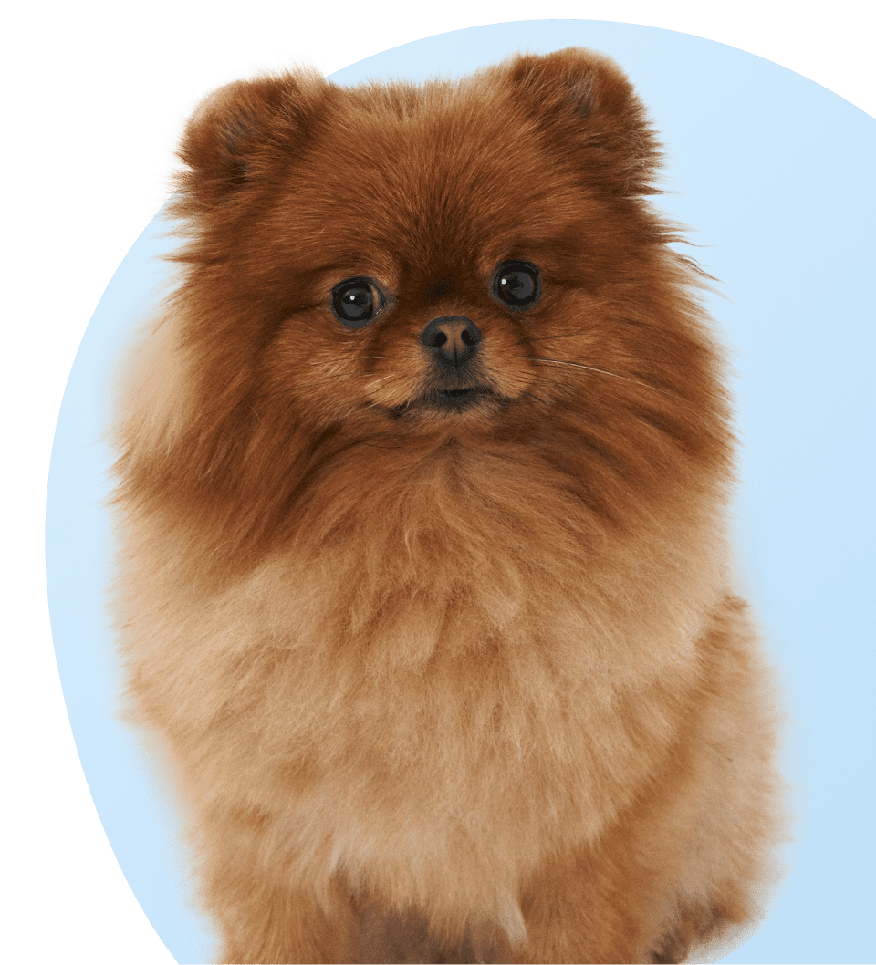 шпиц собака