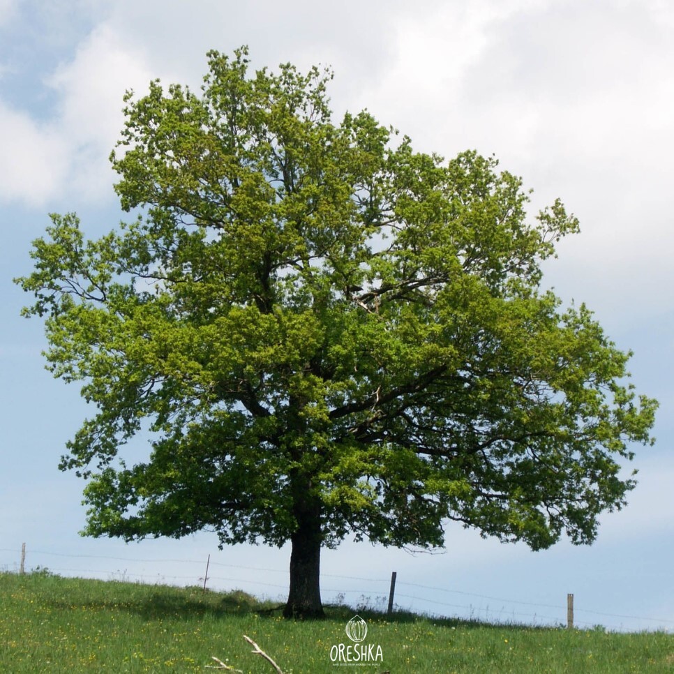 Quercus robur English oak mature tree massive trunk spreading crown summer