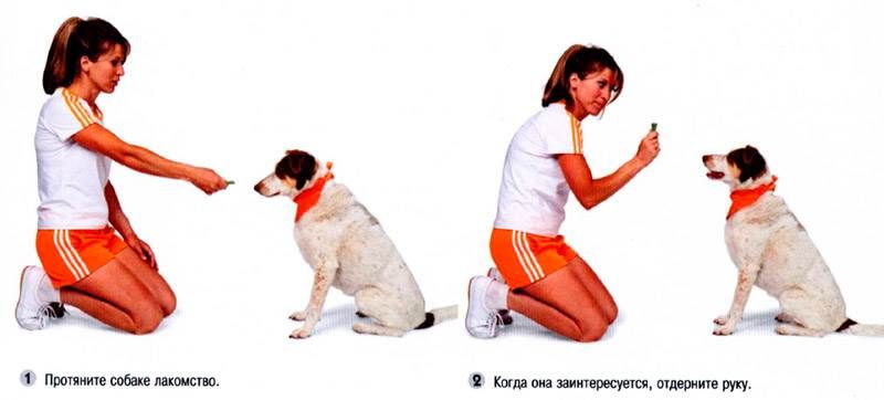 Дрессировка собак в домашних условиях: с чего начинать и главные правила | Royal Canin UA
