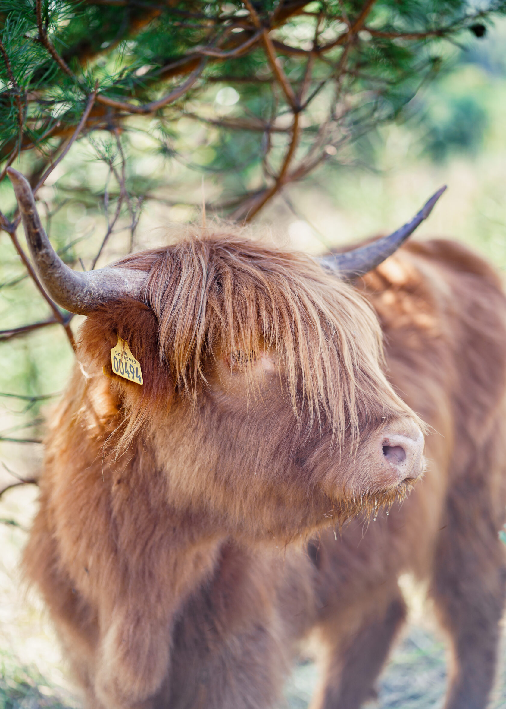 Коровы породы Хайленд (Highland Cattle)