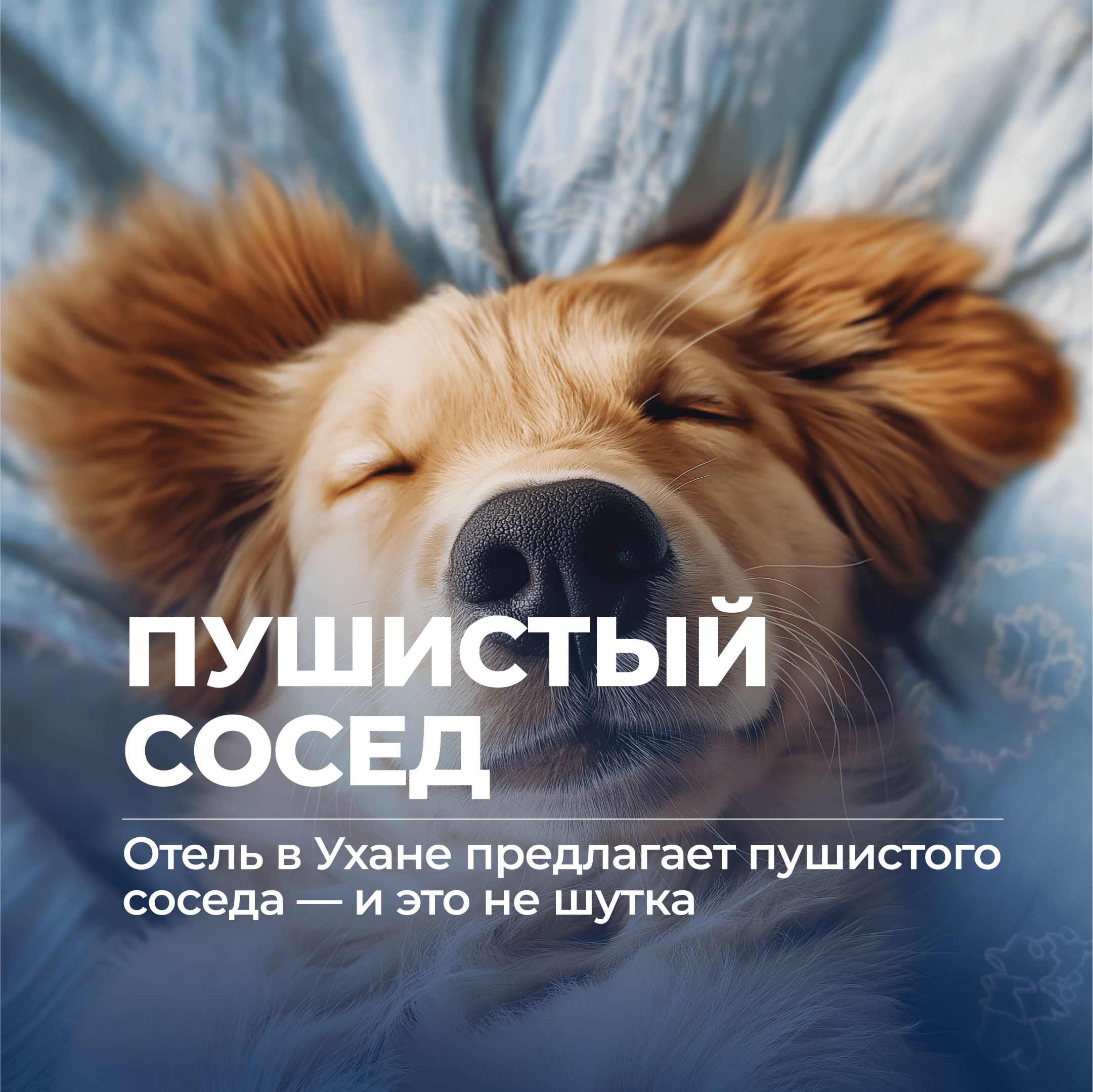 Отель с животными, отель с собаками, Бизнес с Китаем, консалтинг в Китае и Гонконге, UGL Consulting