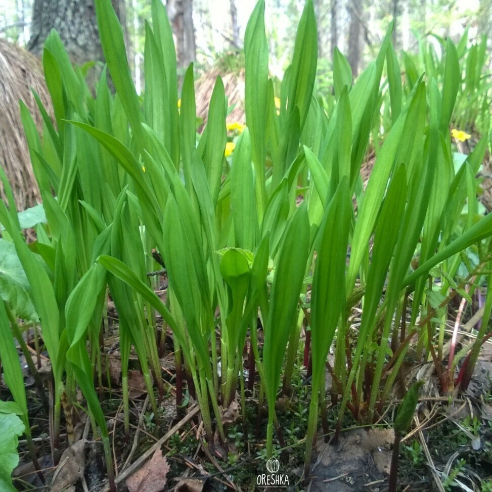 Allium ochotense fresh seeds, Siberian onion, Cheremsha