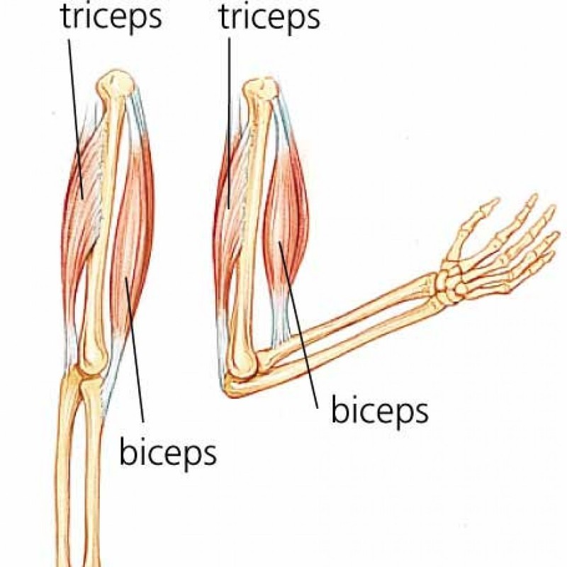 На рисунке изображены бицепс и трицепс что произойдет с этими мышцами если согнуть