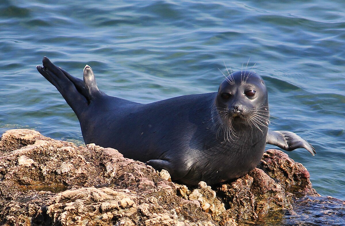 Байкальская нерпа