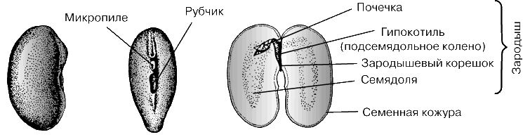 Схема строения семени зерновых бобовых культур. Схема строения семян бобовых. Строение семян бобовые растения. Строение семени Боба.