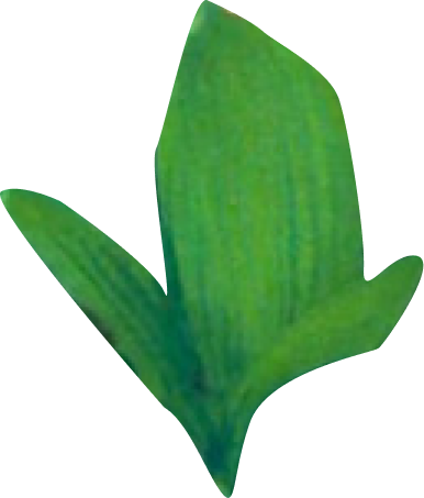 a leaf