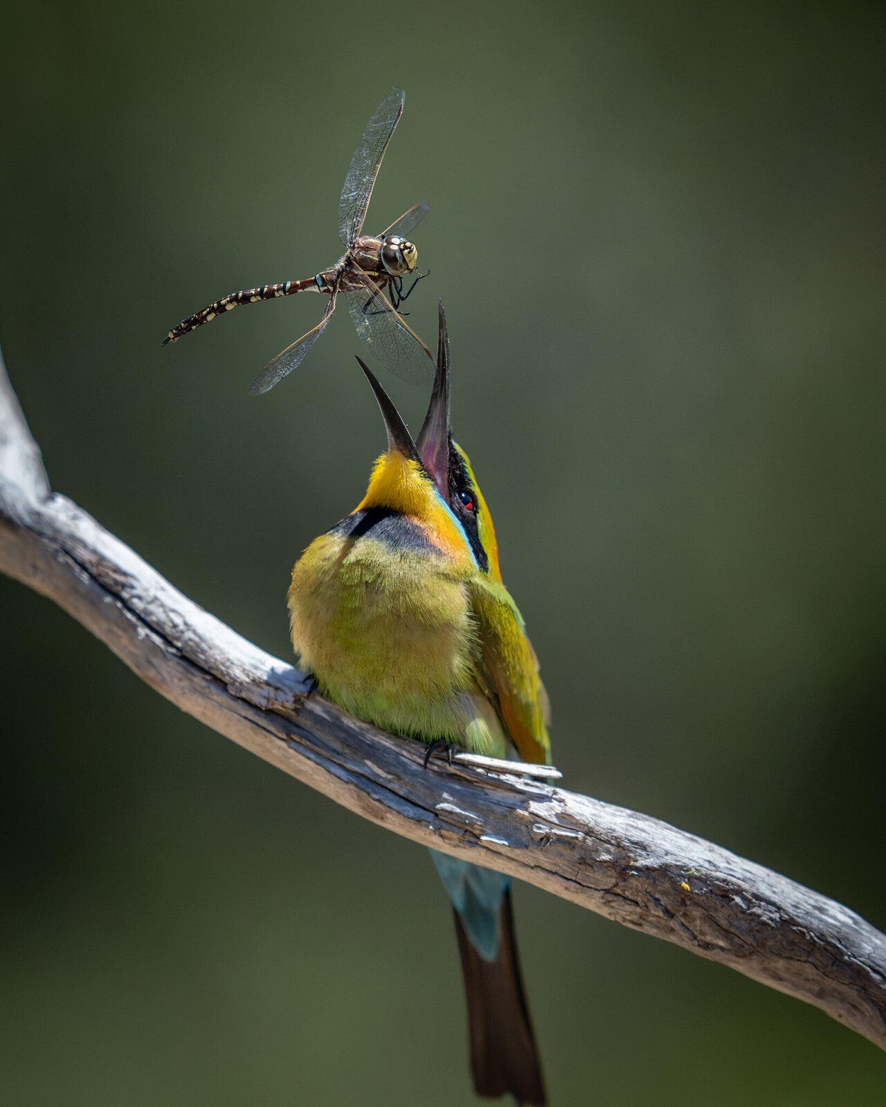 Финалист в категории «Мир природы», 2021. Радужный пчелоед поймал стрекозу в Австралии. Автор Стив Николлс.