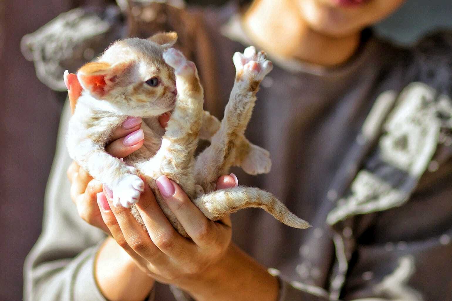 Девон-рекс котенок