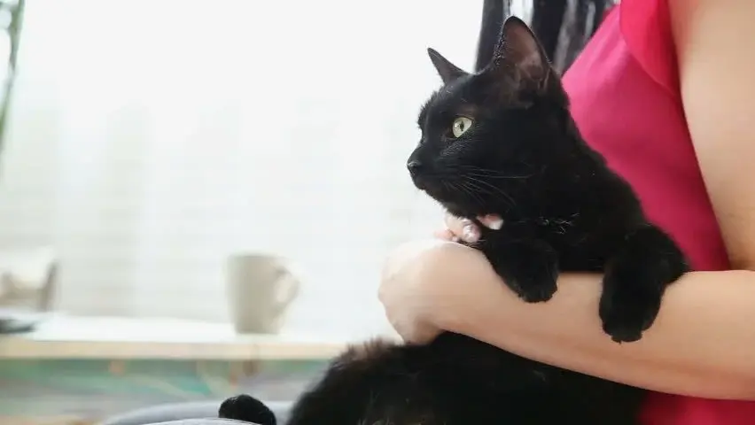 Черный кот на празднике День черного кота 17 ноября в Италии среди людей и плакатов за защиту животных.