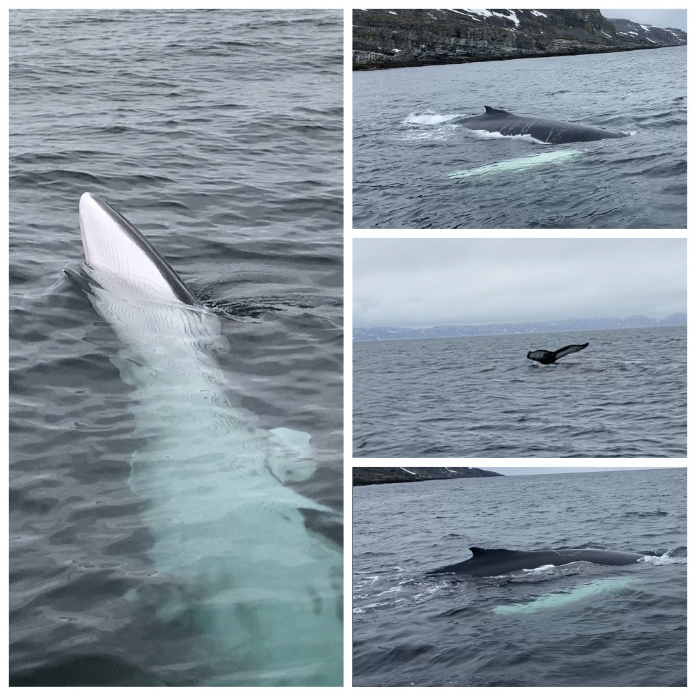 Киты в Баренцевом море Туристическая база TITOVKA fishing & diving