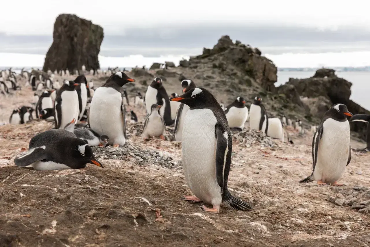 Gentoo penguins nesting on Cuverville Island, one of Antarctica's largest Gentoo penguin colonies. Adult penguins stand among rocky nesting sites while chicks rest nearby, offering a glimpse into the daily life of these iconic Antarctic seabirds during the breeding season.