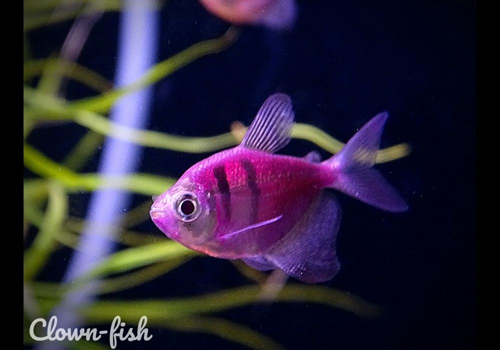 Тетра фон рио рыбка аквариумная фото