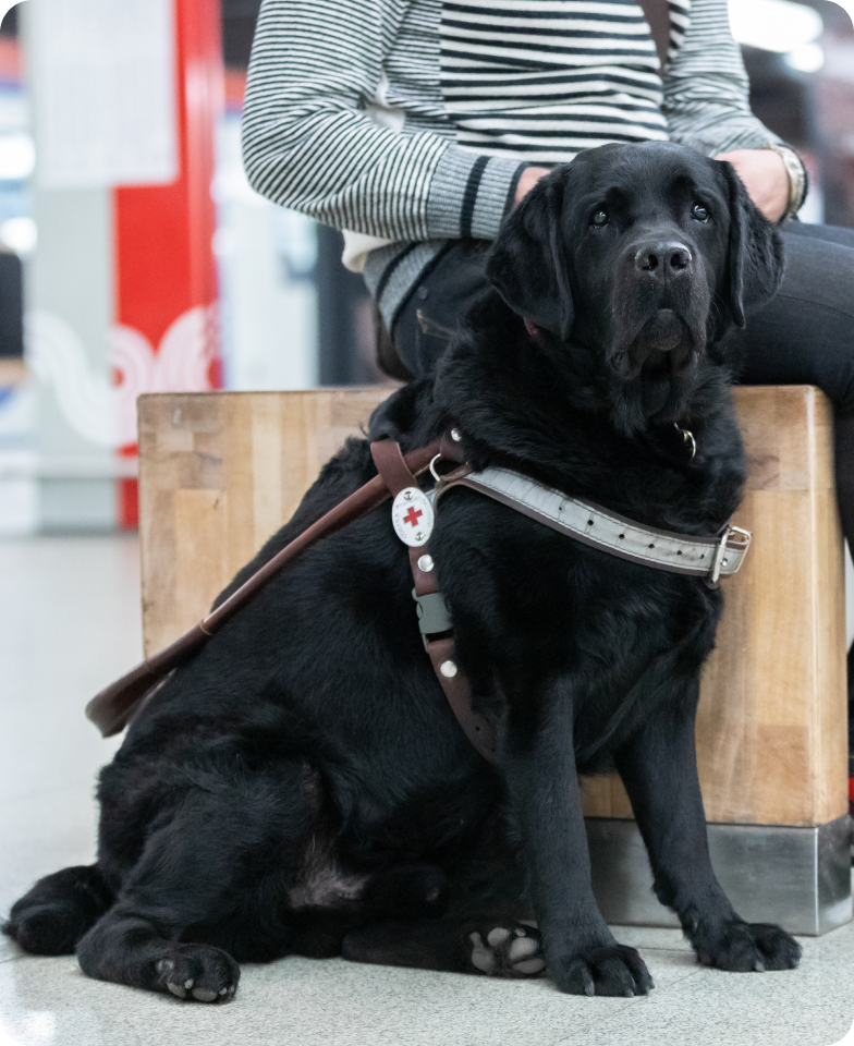 В центре кадра у левой боковины деревянной скамьи без подлокотников и спинки, но с металлическим краем у пола, сидит черный лабрадор, Лео. Он повернут к фотографу левым боком. Сосредоточенный взгляд и мордочка обращены чуть-чуть влево. Все тело Лео покрыто лоснящейся немного взъерошенной шерстью. Передние лапы стоят ровно. Левая задняя лапка подвернута под тело так, что видны серые три подушечки пальчиков и пястная подушечка. Правая лапка согнута и отставлена, демонстрируя нам коготки. Хвост аккуратно спрятан за задней правой лапой. На Лео надета шлейка собаки-поводыря. Передний ремешок светло-серого цвета с темно-серой окантовкой. В остальном шлейка чистого коричневого цвета. Ручка шлейки лежит на спине собаки. Позади Лео на скамейке сидит хозяин. В кадр он попал ниже плечевого пояса. Он сидит прямо, его тело расположено к фотографу правым боком. Руки согнуты на уровне сгиба бедер, при этом кисти спрятаны за головой собаки. Ноги скрещены в области лодыжек и касаются пола. На человеке надет лонгслив в черно-белую полоску, серые однотонные джинсы и ярко-красные кроссовки. Пол мраморный серого цвета в маленькие черные точки. Фон размыт. Но различима за правой рукой человека, описанного выше, информационная стойка, вертикально разделенная на два цвета: слева серый, справа красный. У основания на ней нанесен волнообразный узор белого цвета. Позади нее также стоит деревянная скамья вдоль платформы, на которой толпятся люди, желающие зайти в прибывший поезд метро. На фоне в правом верхнем углу видны размытые очертания коричневых с белыми прожилками мраморных колонн и идущих людей.