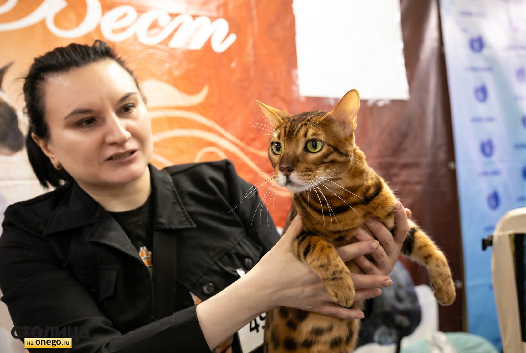 Кот на когтеточке
