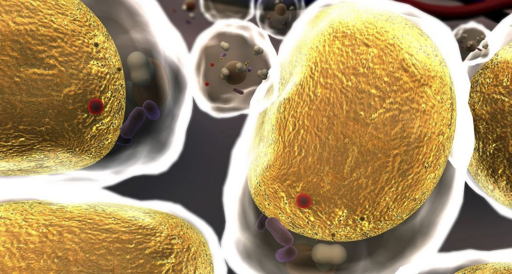 Токсины в жировых клетках