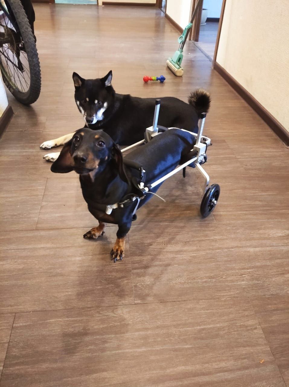 Dackel mit Rollstuhl
