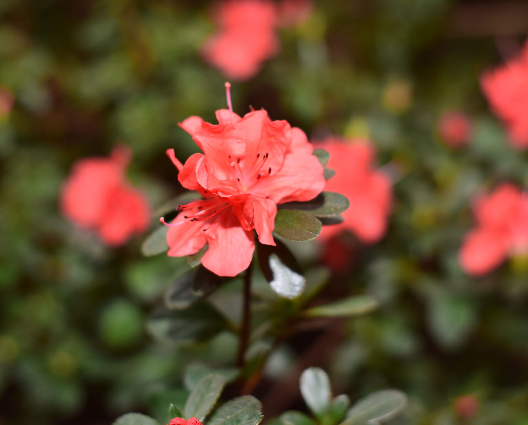Азалия. Ботанический сад КемГУ. Фото Журавлевой Л.В.