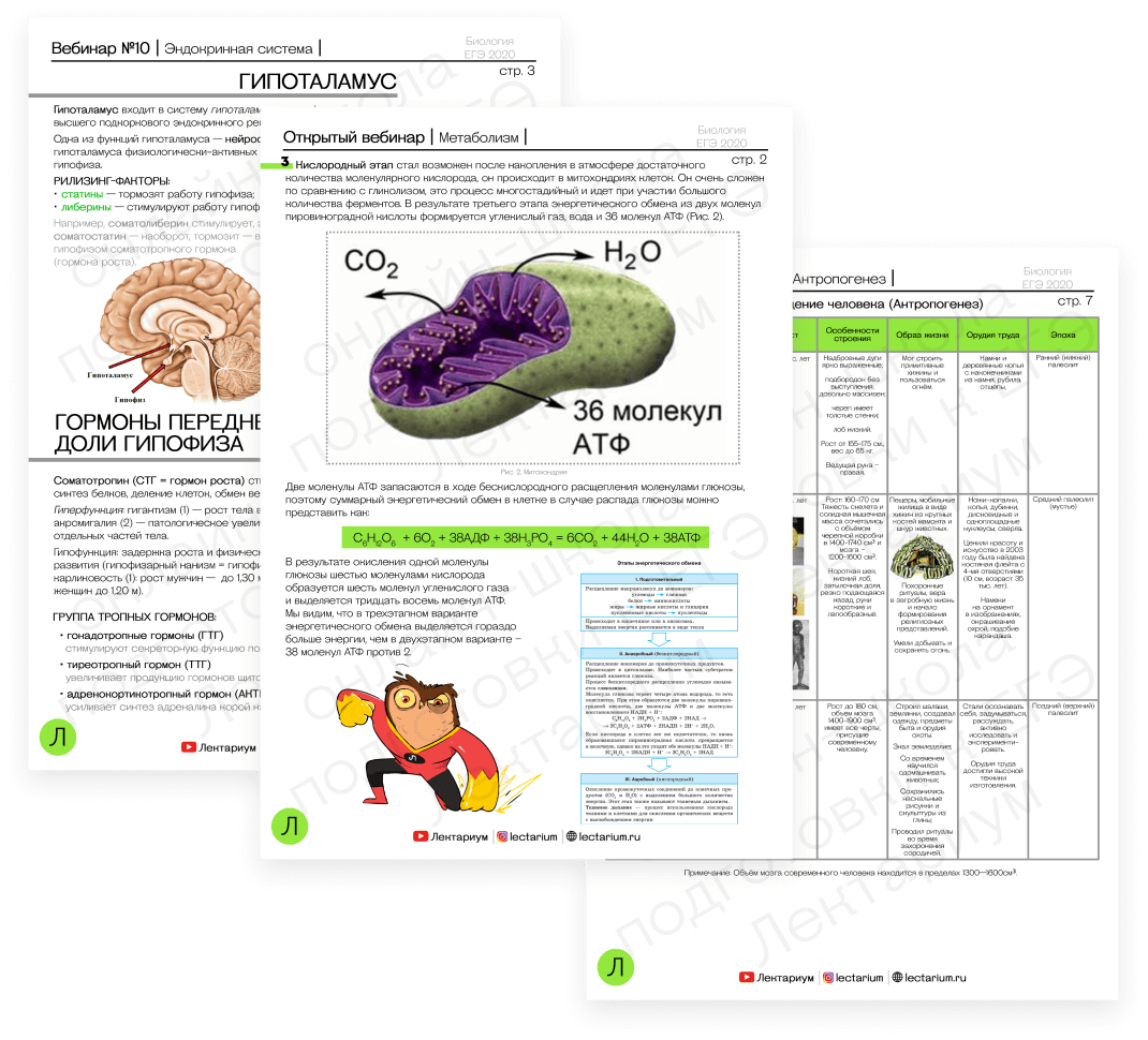 Все картинки для егэ по биологии с подписями