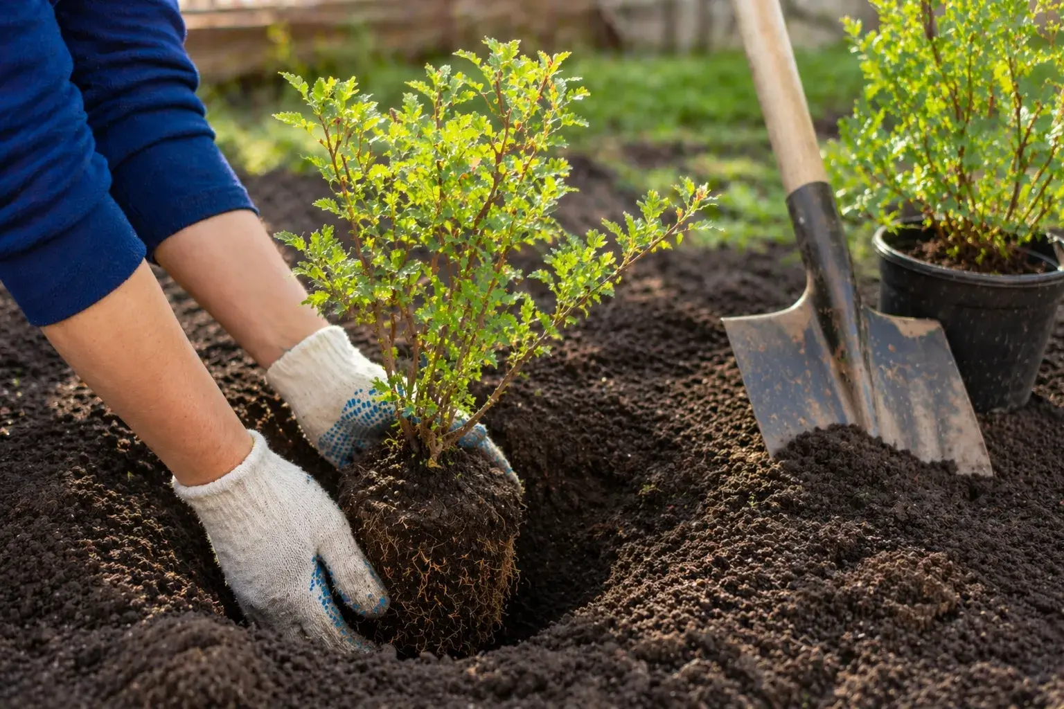 Посадка жимолости весной