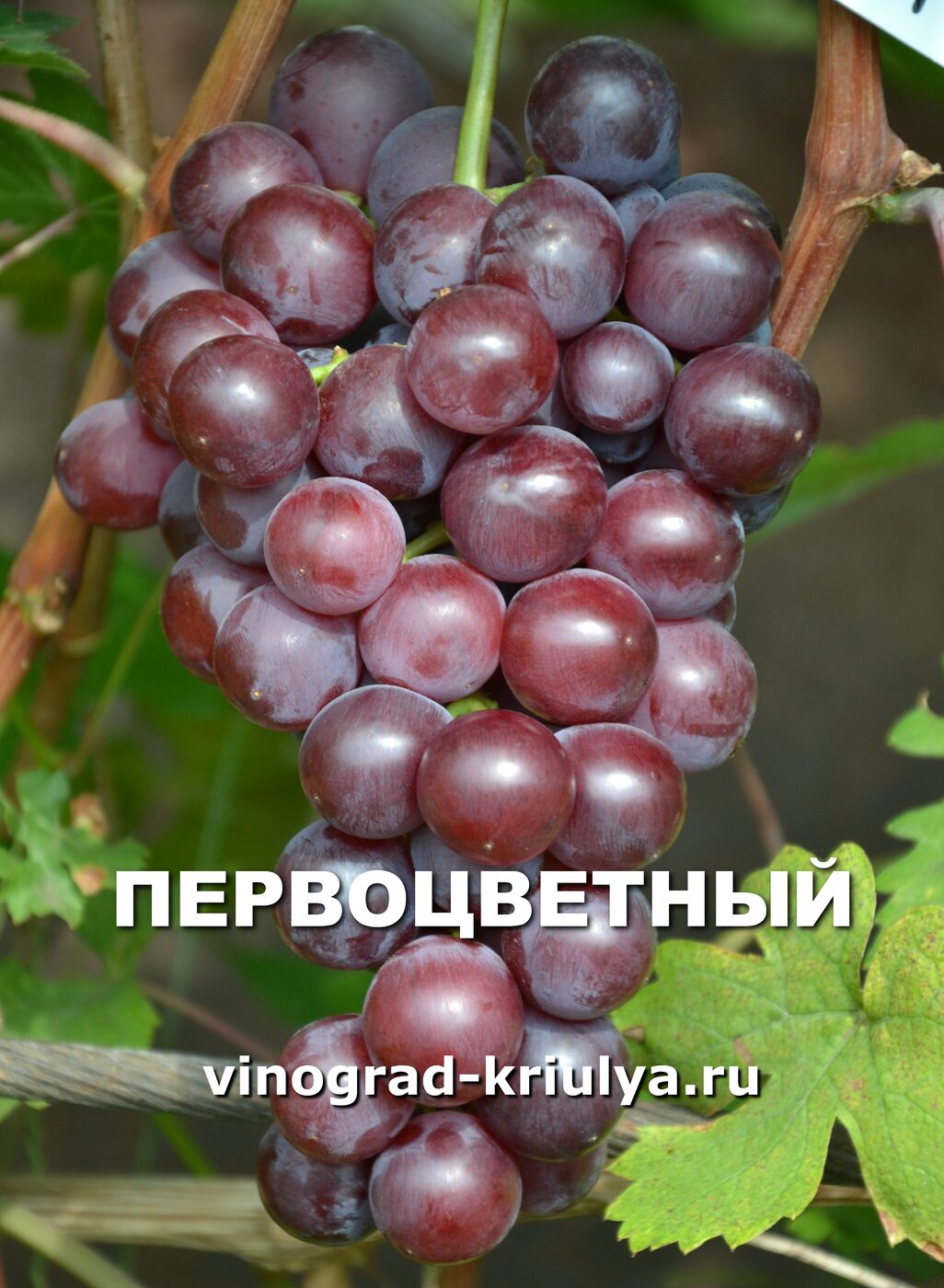 Описание винограда Вернисаж Белый и рекомендации по уходу Виноград Вернисаж Белый (селекции Криули С.И.) – описание сорта и агротехнические советы