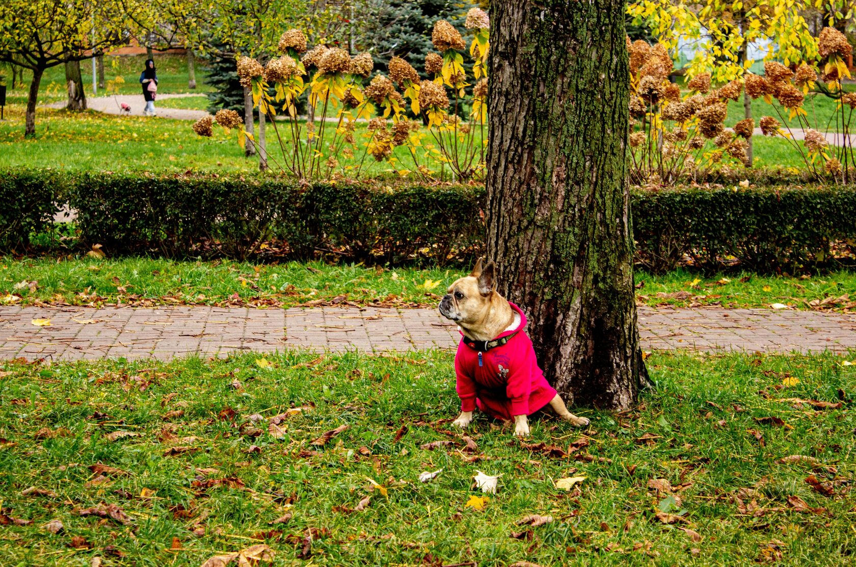 французский бульдог сидит в одежде