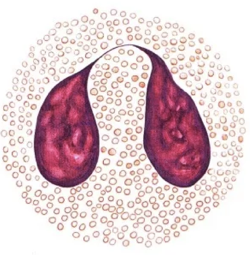 Эозинофильные лейкоциты