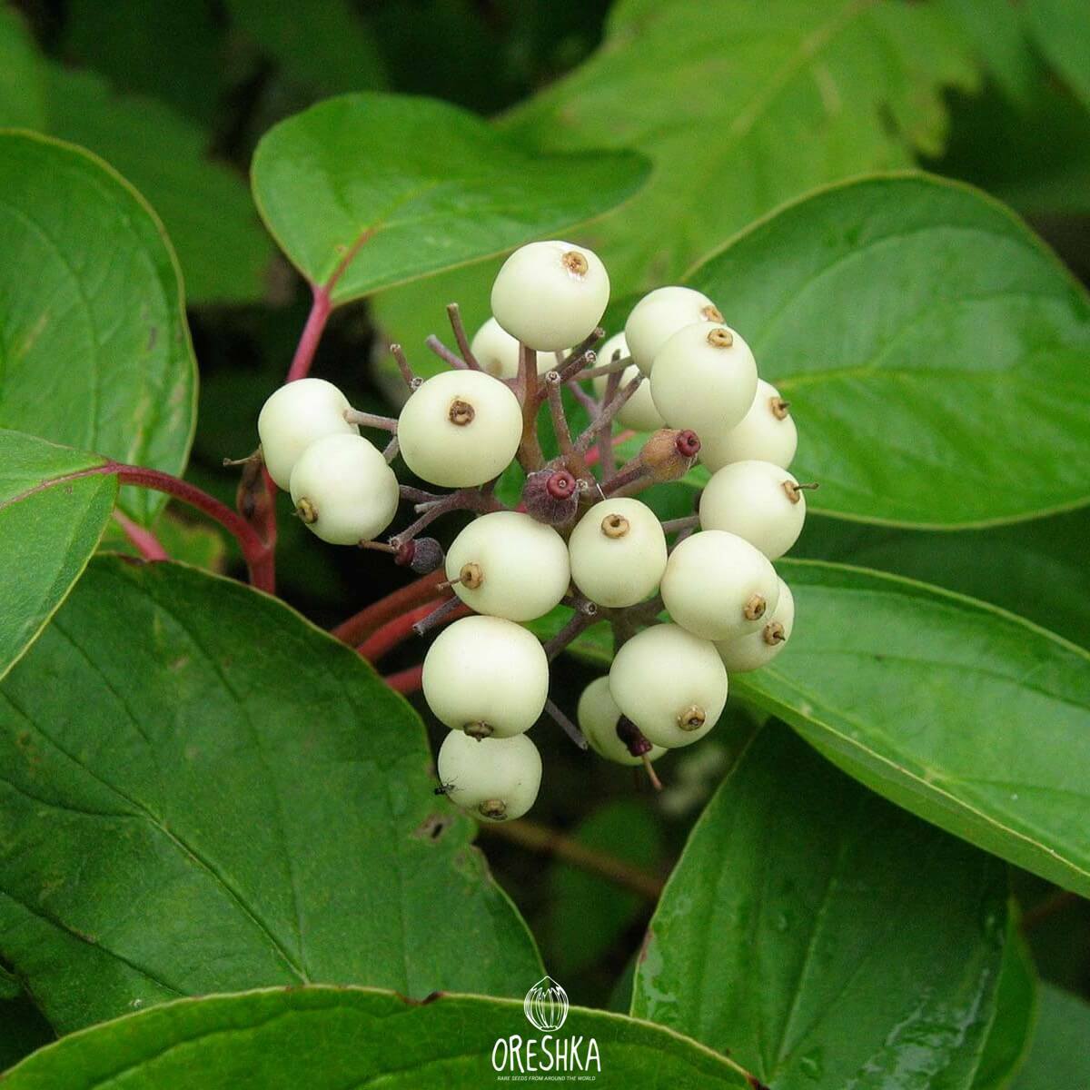 Seeds of White (Siberian) dogwood (Cornus alba) — 20 pcs