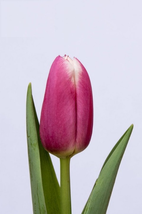 Тюльпан danija фото и описание