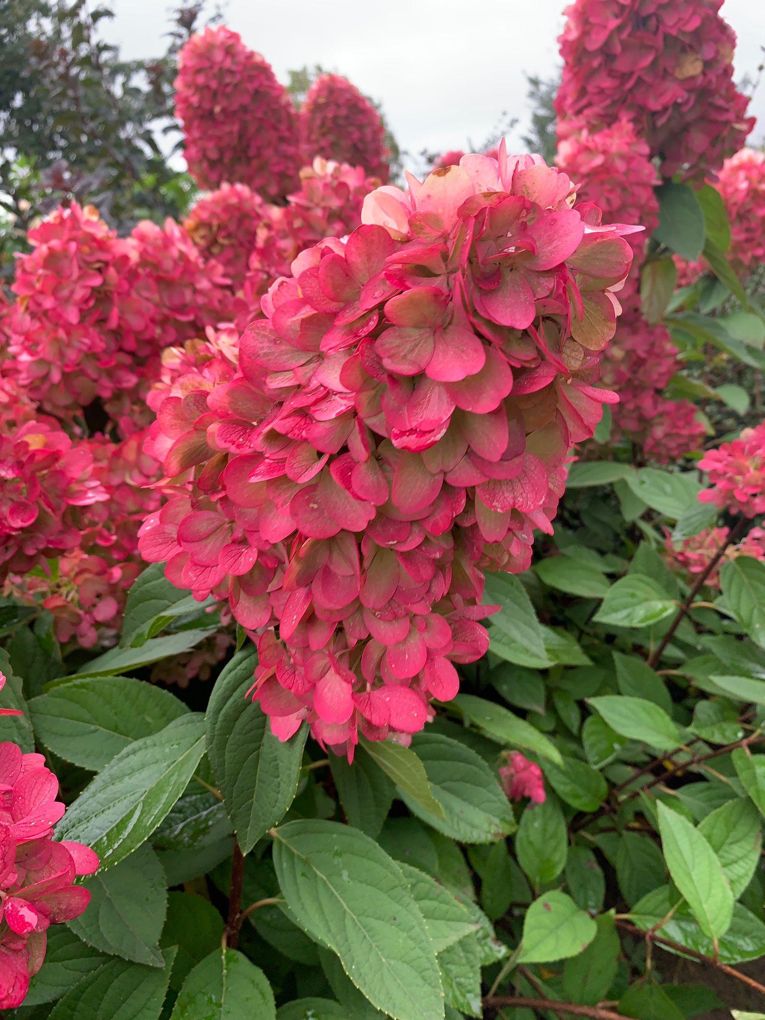 Гортензия метельчатая бонфайер