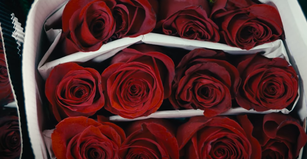 Розы Explorer от плантации Conflor