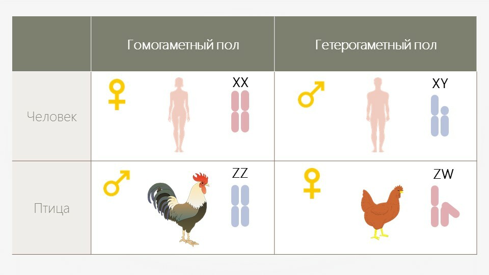 Гетерогаметные особи. Гомогаметный и гетерогаметный пол. Половые хромосомы гетерогаметного пола. Генетика пола птиц. Определение пола у птиц.