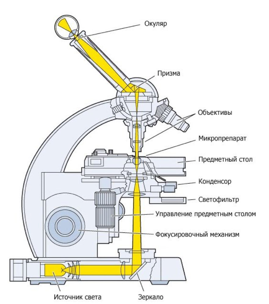 Схематический картинки микроскопа (46 фото)