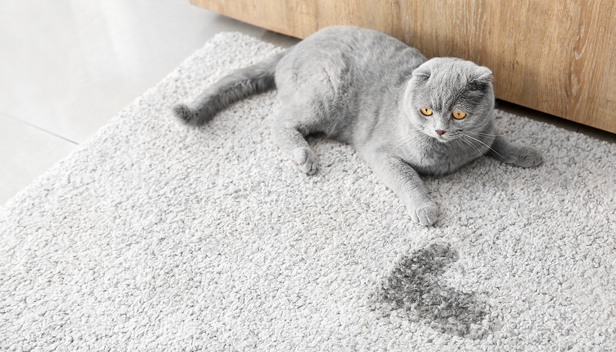 Милый сидящий котик на ковре